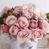 Růže Rosenfaszination