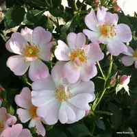 Růže Sternenhimmel