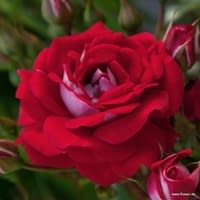 Růže Corazon
