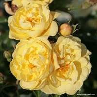 Růže Sunny Rose