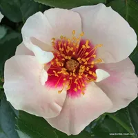 Růže SEE YOU in red