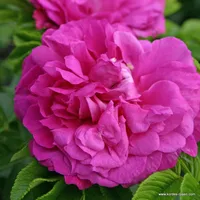 Růže Purple Roadrunner