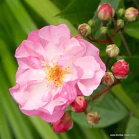 Růže Lavender Siluetta