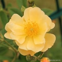 Růže Sunny Siluetta