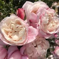 Růže Zelmani's Dream