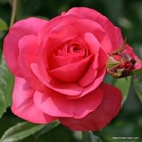 Růže Rosanna