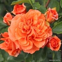 Růže Orangerie