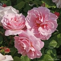 Růže Fritz Nobis