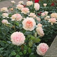 Růže Garden of Roses