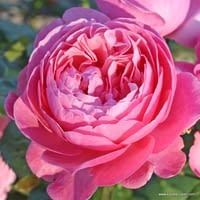 Růže Flora Olomouc