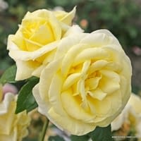 Růže Limona