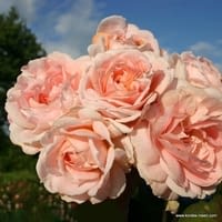 Růže Cremosa