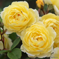 Růže Lemon Siluetta