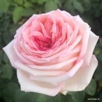 Růže Meine Rose