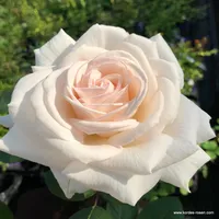 Růže Gräfin Elke zu Rantzau