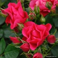 Růže Pink Forest Rose