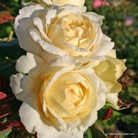 Růže La Perla
