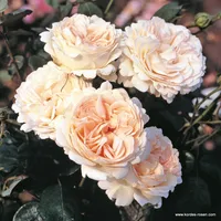 Růže Sebastian KNEIPP