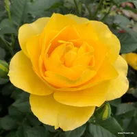 Růže Here Comes the Sun