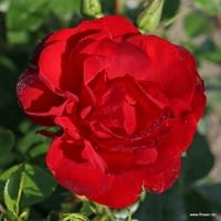 Růže Cayenne
