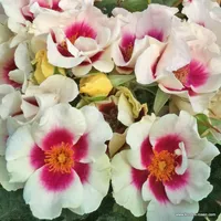 Růže SEE YOU in purple