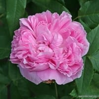Růže Jacques Cartier