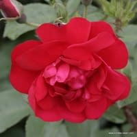 Růže Hansaland