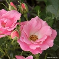 Růže Roselina