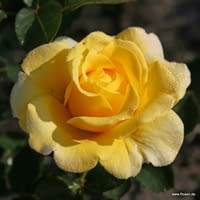 Růže Sunmaid