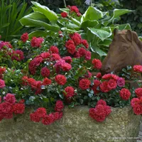 Růže Gärtnerfreude