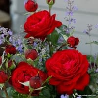 Růže Tiamo