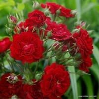 Růže Crimson Siluetta