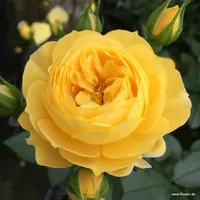 Růže Golden Fleece