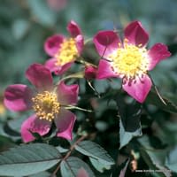 Růže Glauca (Rubrifolia)