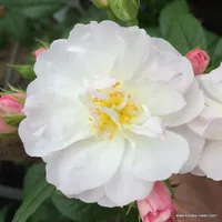 Růže Sweet Siluetta